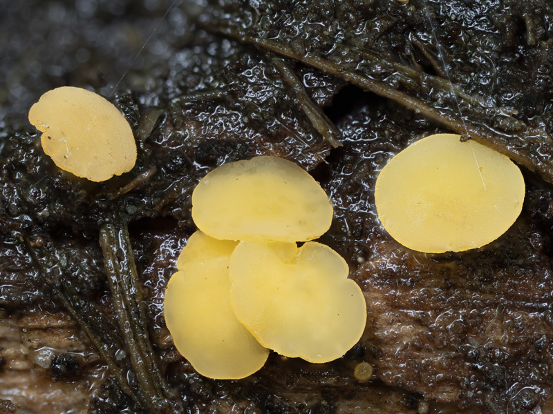 Hymenoscyphus peruni